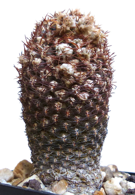 Eriosyce napina var. lembckei rare cactus with dense reddish spines and woolly areoles