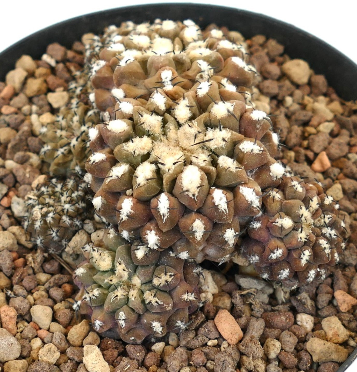 Eriosyce napina var. spinosior cluster of small brown-green cacti with white woolly areoles and black spines