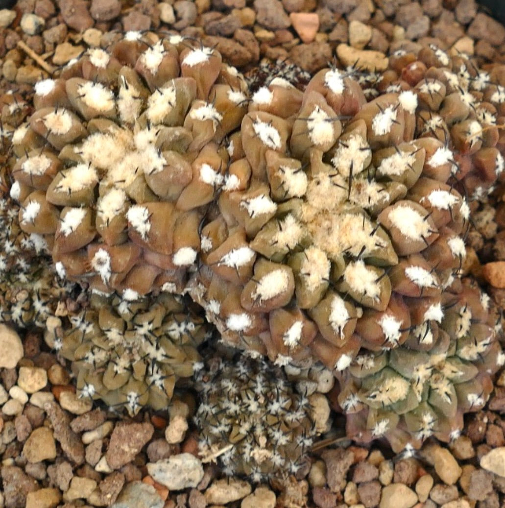 Eriosyce napina var. spinosior cluster of small brownish succulent cacti with white wool and black spines