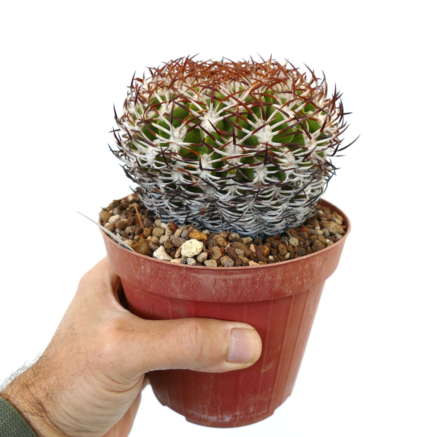 Eriosyce rodentiophila | 非常に珍しいサボテン種 | 今すぐ購入 |