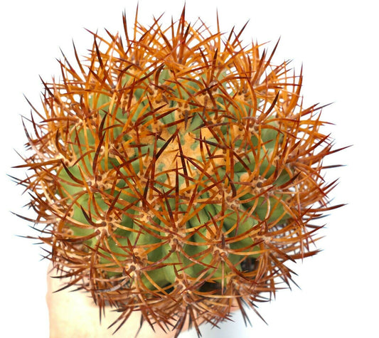Eriosyce sandillon cactus with dense long reddish-brown spines and green body