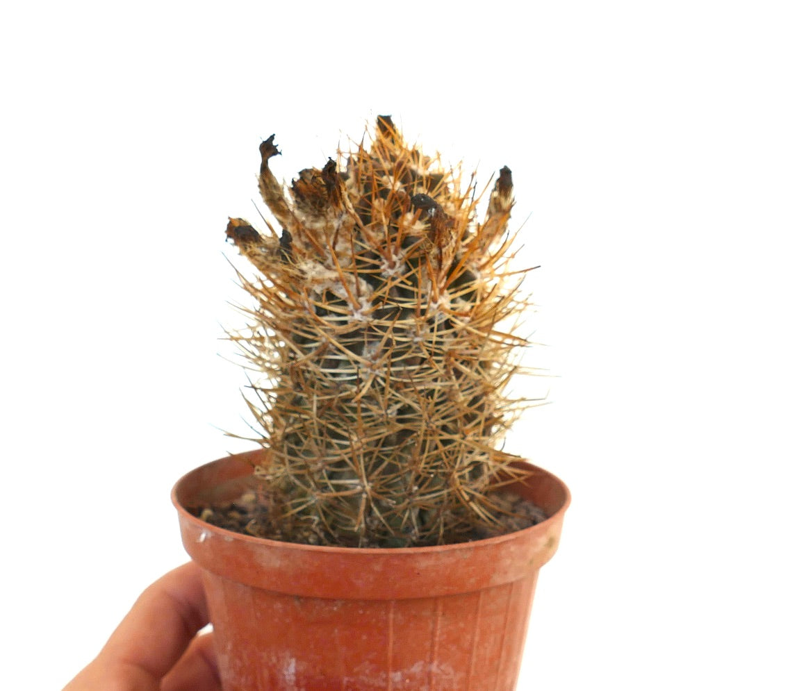 Eriosyce subgibbosa wagenknechtii cactus with dense yellowish spines and dried flower remnants in pot