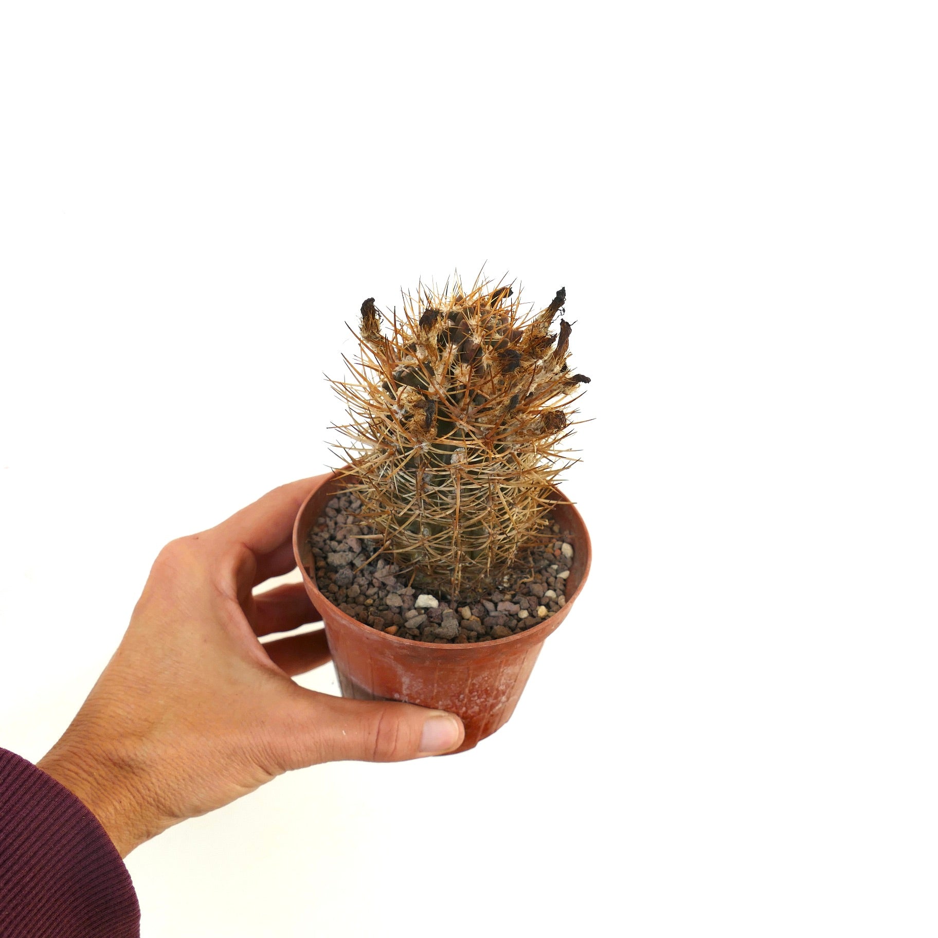 Eriosyce subgibbosa wagenknechtii small cactus with dense golden spines in pot held by hand