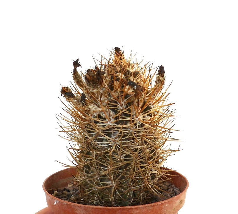 Eriosyce subgibbosa wagenknechtii cactus with dense brown spines and dried flower remnants in pot