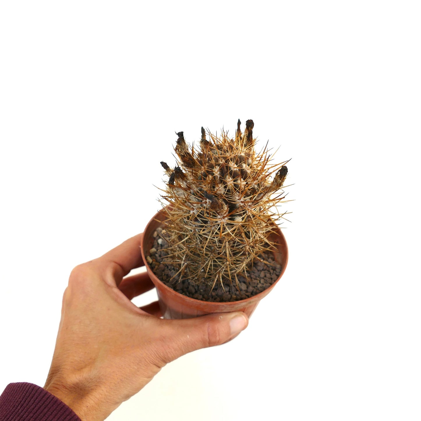 Eriosyce subgibbosa wagenknechtii small spiny cactus with brownish spines in pot held by hand