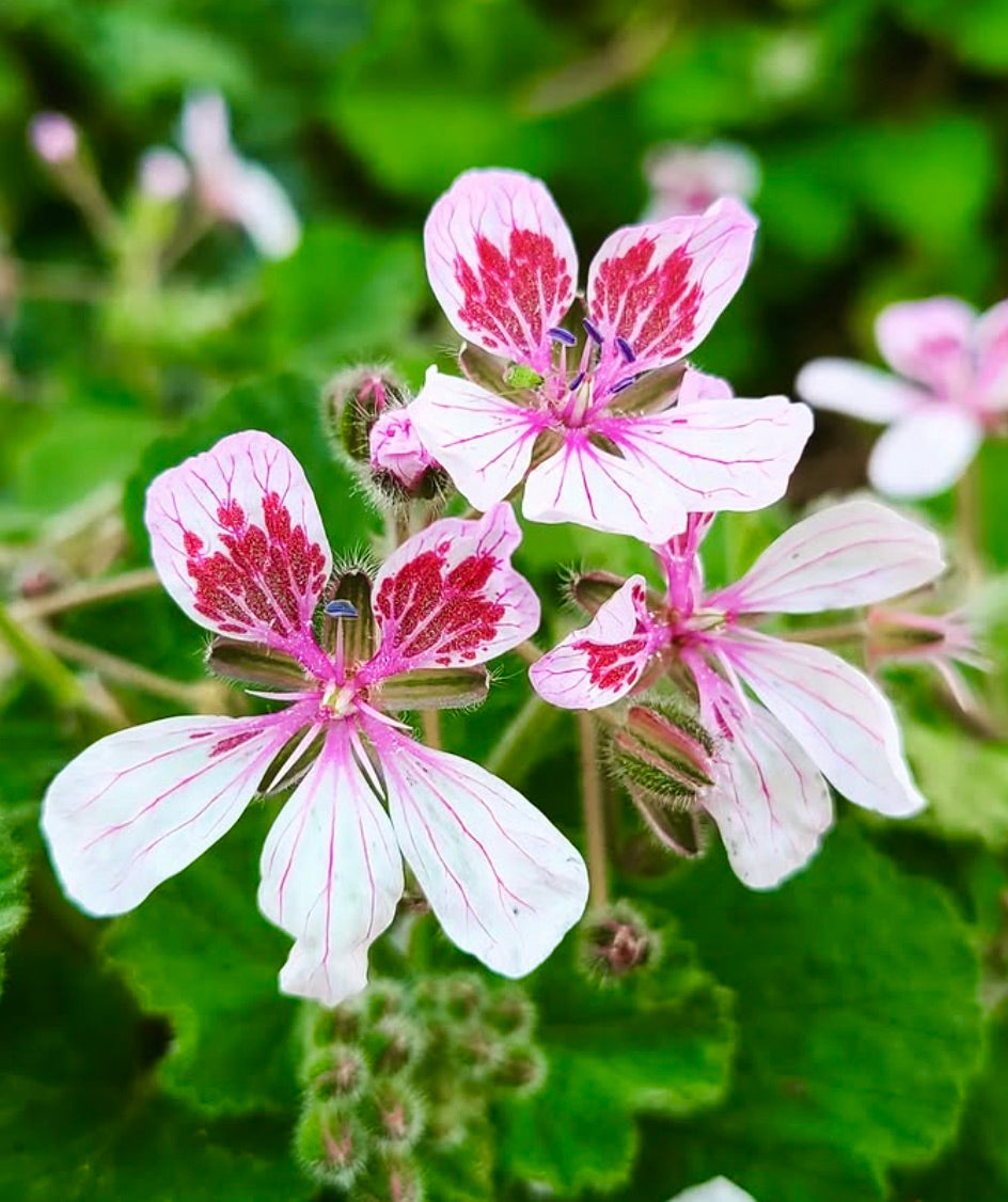 Erodium trifolium delicate pink flowers with red markings and green fuzzy leaves close-up