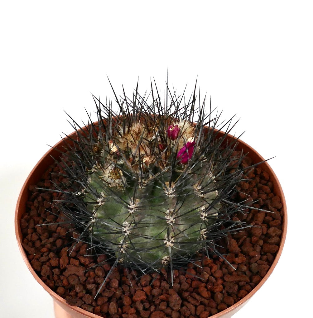 Eryosice crispa var huascensis pequeño cactus verde con espinas largas y negras y flores rosas