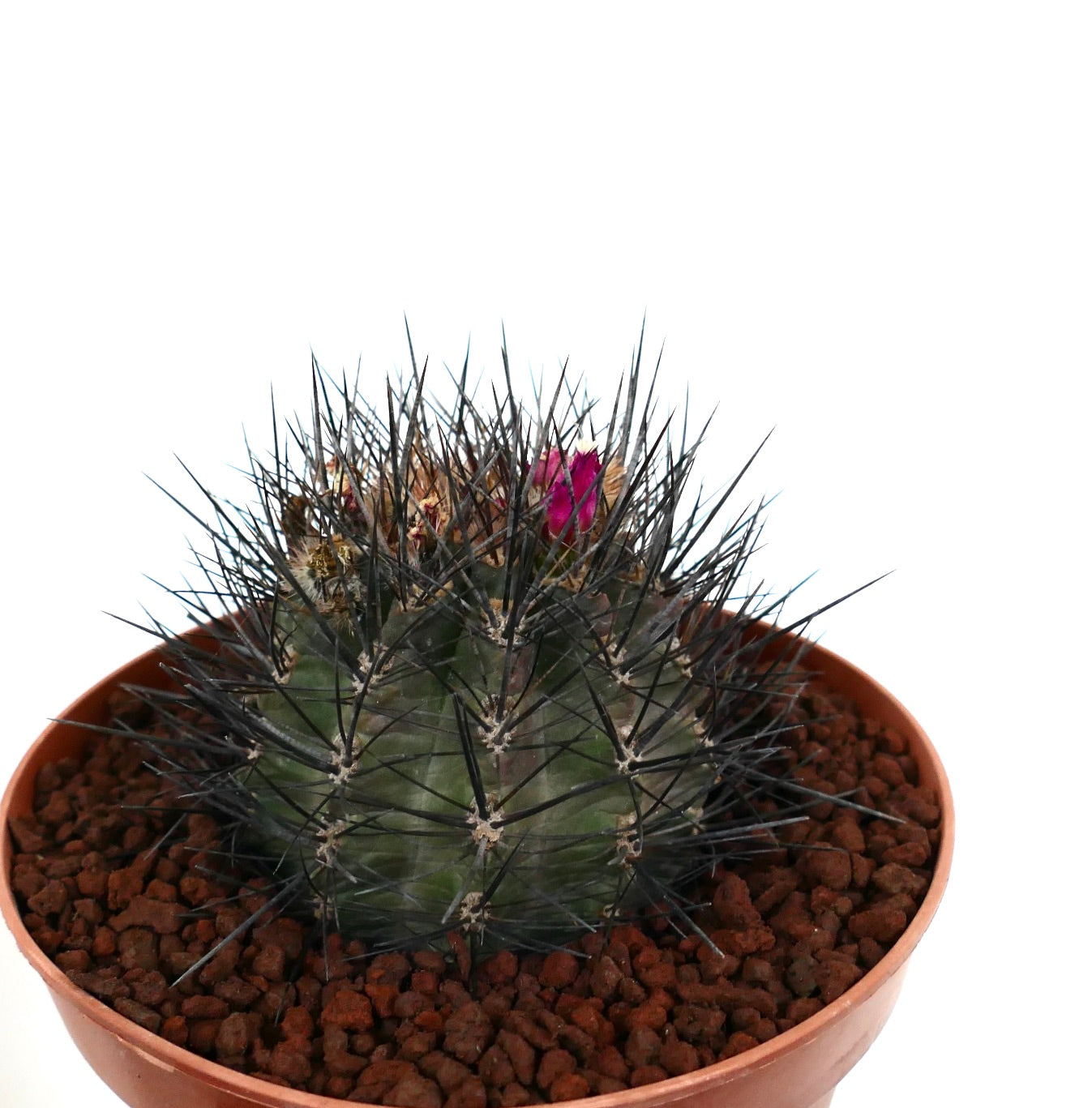 Eryosice crispa var huascensis pequeño cactus redondo con espinas negras densas y capullo de flor rosa