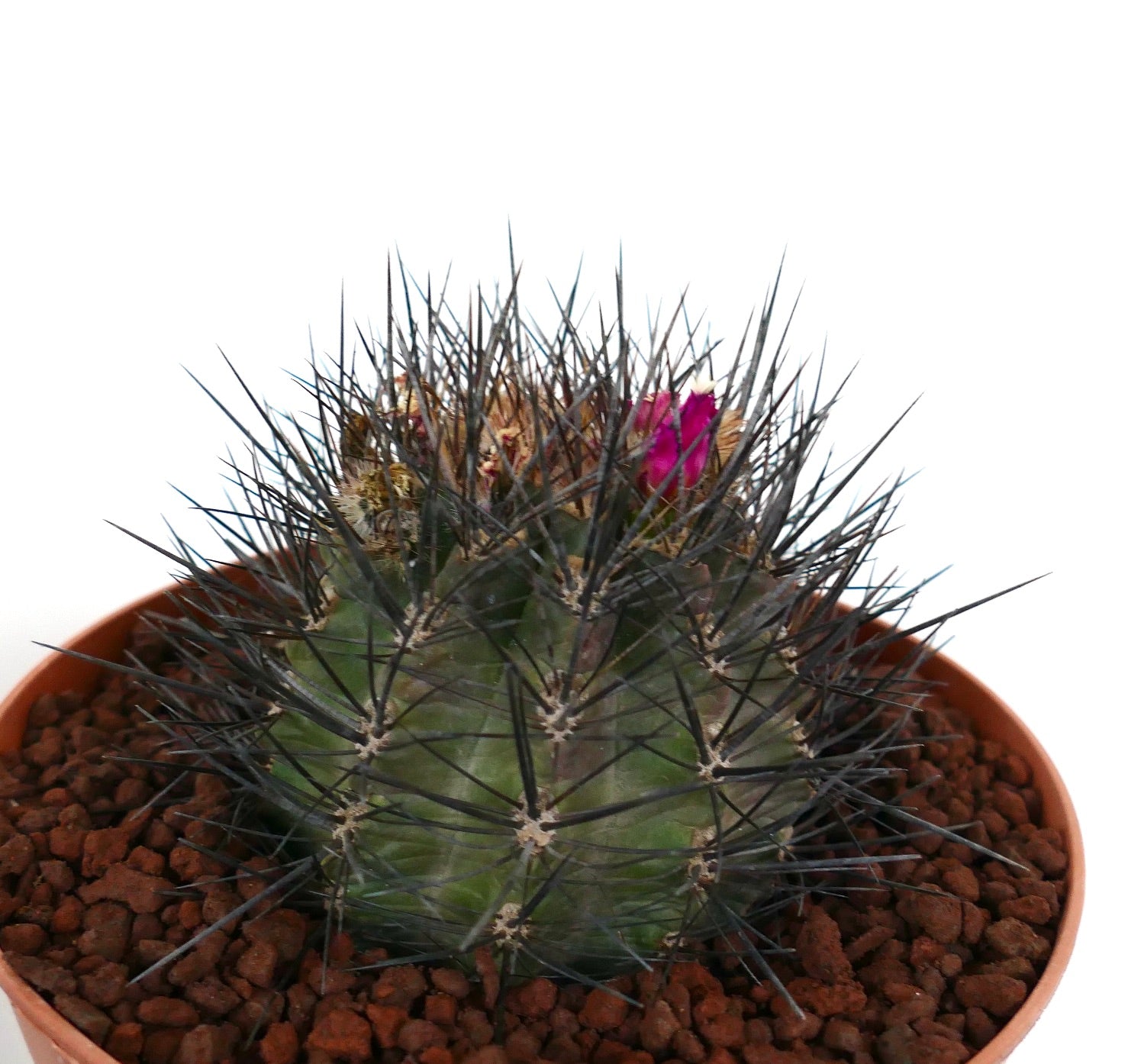 Eryosice crispa var huascensis pequeño cactus redondo con espinas densas y oscuras y capullo de flor rosa