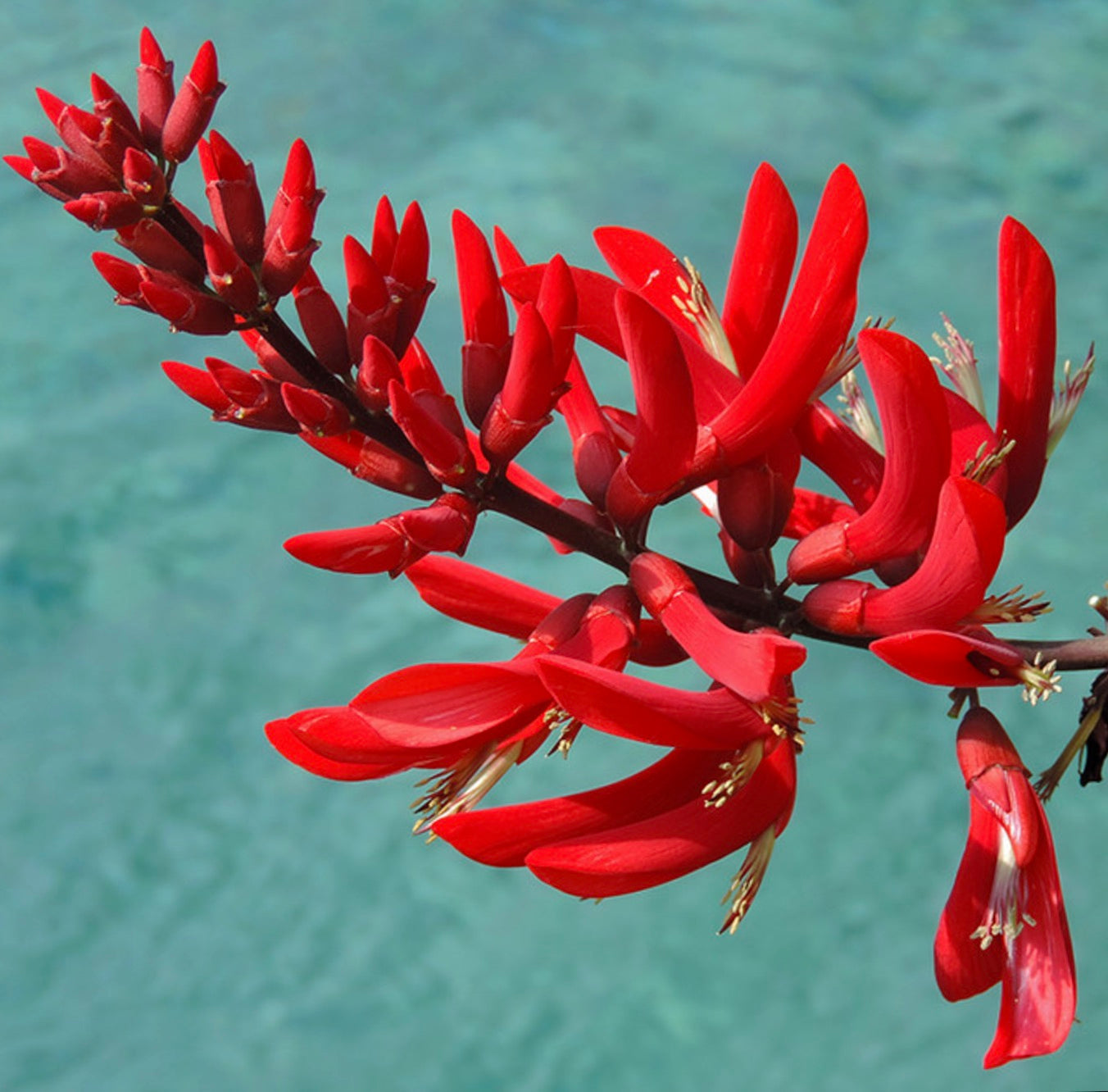 Erythrina × bidwillii vibrant red tubular flowers on dark stem against blue background