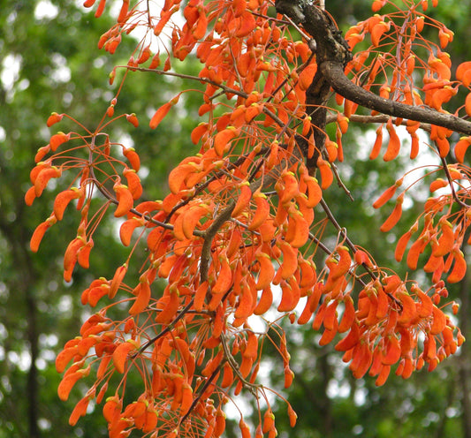 Erythrina dominguezii vibrant orange seed pods hanging from dark woody branches