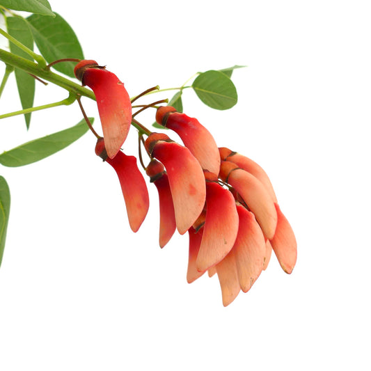 Erythrina dominguezii vibrant red and orange elongated flowers with green leaves