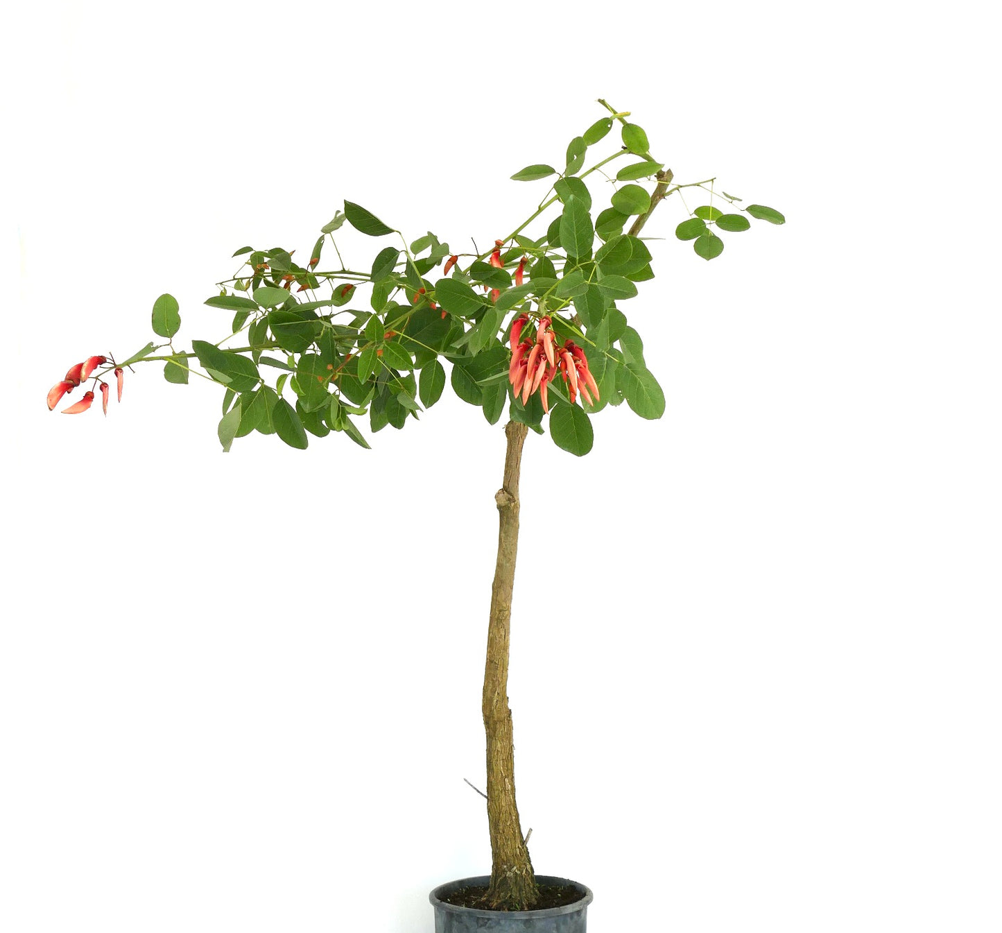 Petit arbre Erythrina dominguezii avec feuilles vertes et fleurs tubulaires rouges en pot