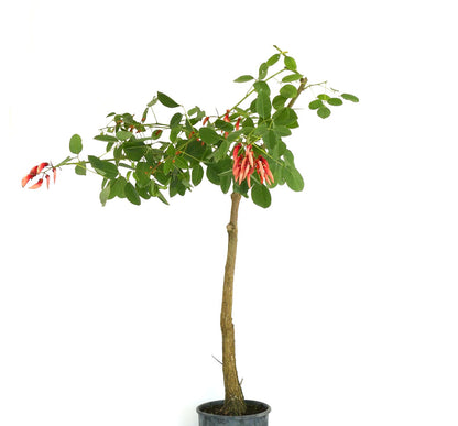 Petit arbre Erythrina dominguezii avec feuilles vertes et fleurs tubulaires rouges en pot