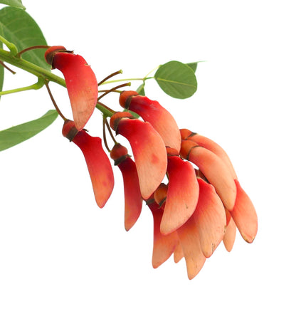 Fleurs courbes vibrantes rouges et oranges d'Erythrina dominguezii avec des feuilles vertes