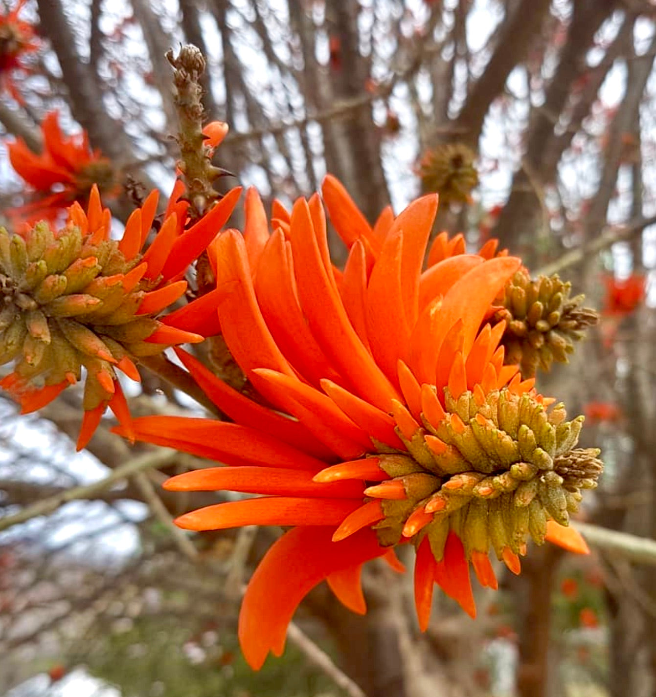 Erythrina melanacantha bright orange spiky flowers on thorny branches in bloom