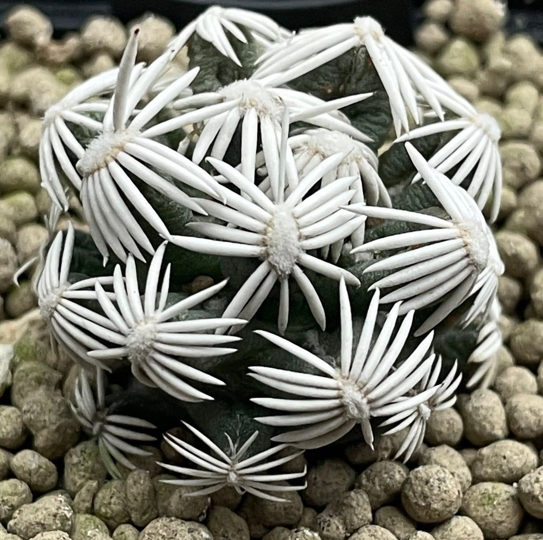 Escobaria abdita small dark green cactus with distinctive long white radial spines succulent