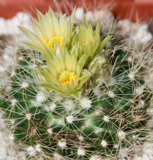 Escobaria asperispina cactus with delicate yellow flowers and dense white spines close-up