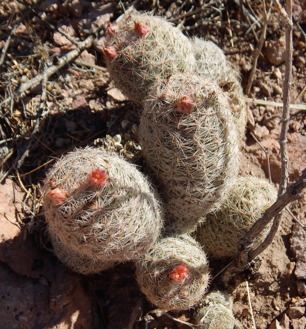 Escobaria chihuahuensis piccolo cactus raggruppato con spine bianche e boccioli di fiori rosa che crescono nel terreno