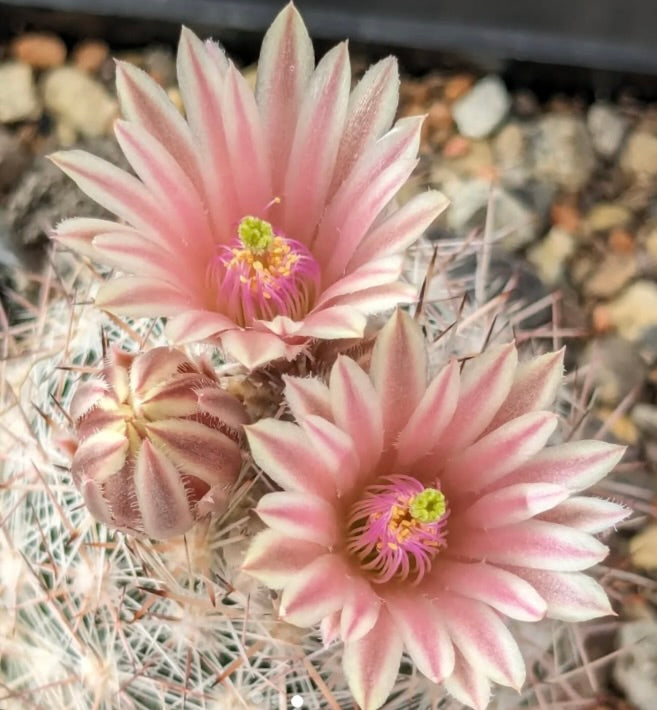 Escobaria dasyacantha cactus with delicate pink flowers and sharp spines in rocky soil