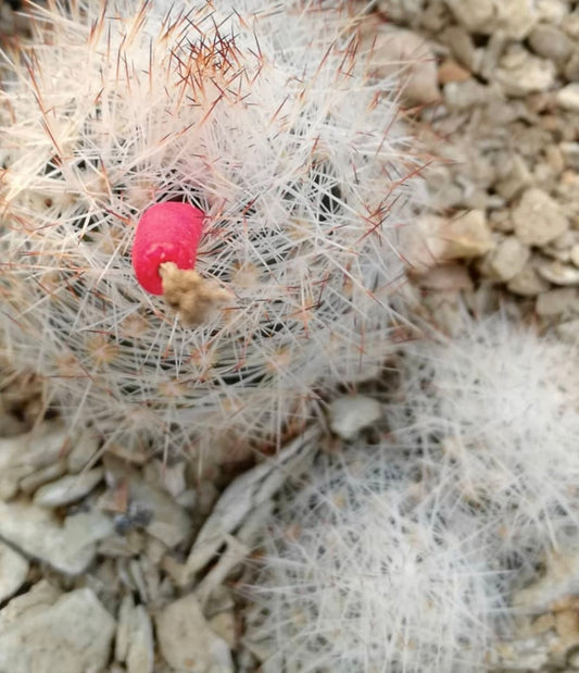 Escobaria duncanii small round cactus with dense white spines and red fruit on rocky soil