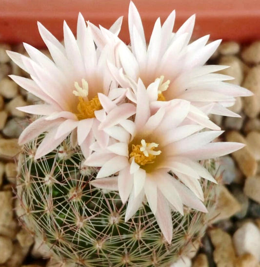 Escobaria gigantea cactus with delicate pale pink flowers and sharp spines in rocky soil
