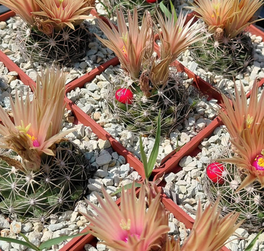 Escobaria missouriensis cactus with pink flowers and red fruit in small pots