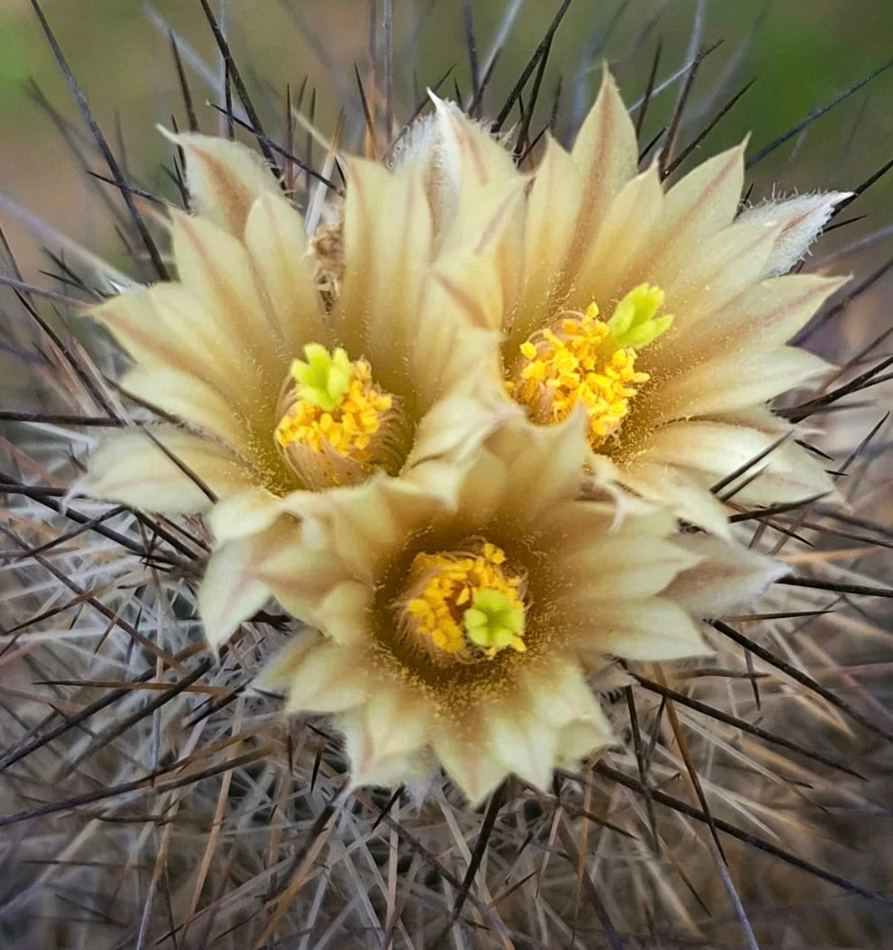 Escobaria muehlbaueriana cactus with pale yellow flowers and sharp dark spines close-up