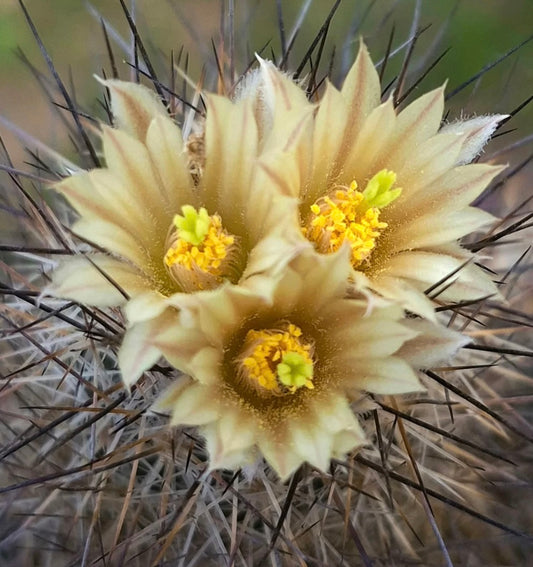 Escobaria muehlbaueriana cactus with pale yellow flowers and sharp dark spines close-up
