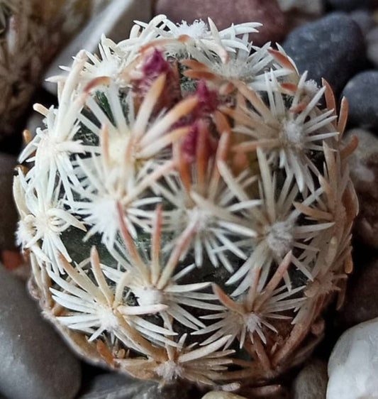Escobaria nellieae small round cactus with white spines and pink flower buds