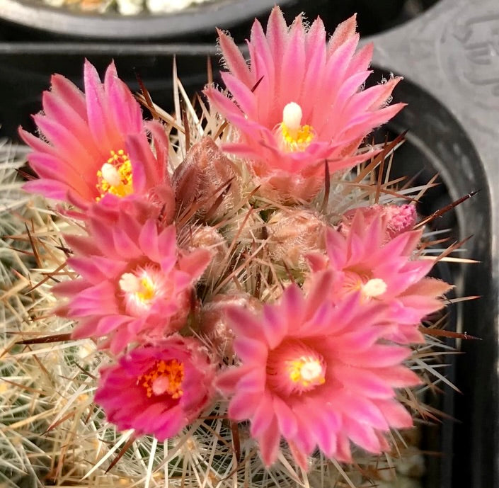 Escobaria organensis cactus with vibrant pink flowers and sharp spines in bloom