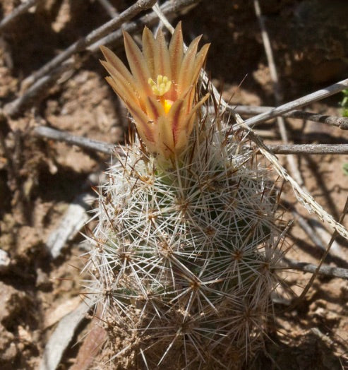 Escobaria robertii small cactus with dense white spines and yellow-orange flower bloom