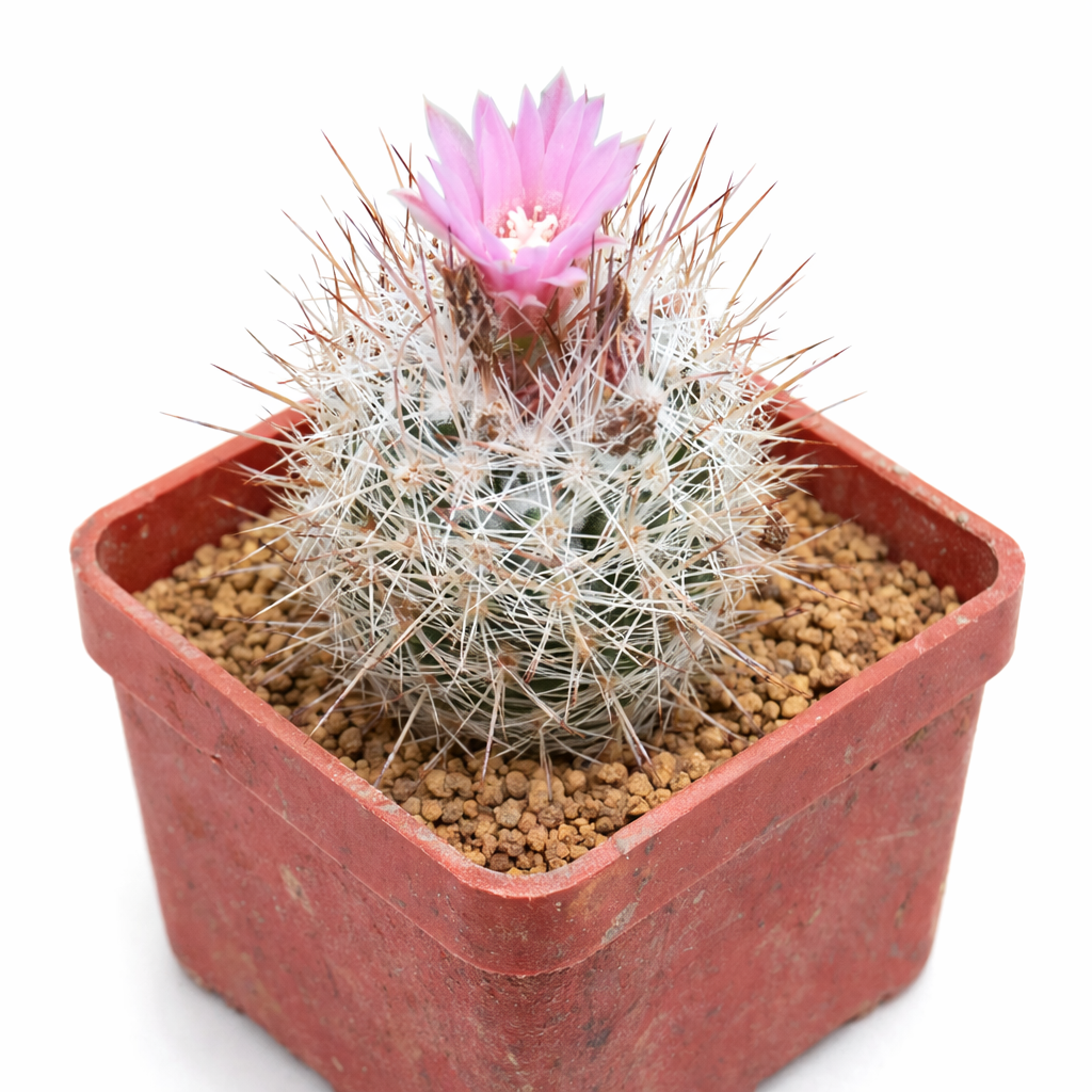 Escobaria strobiliformis petit cactus avec épines blanches et fleur rose dans un pot rouge