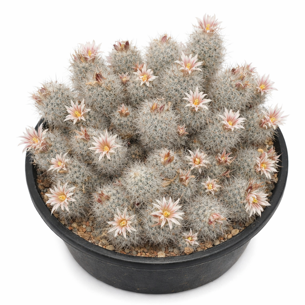 Escobaria zilziana cactus en grappes avec petites fleurs rose pâle dans un pot noir