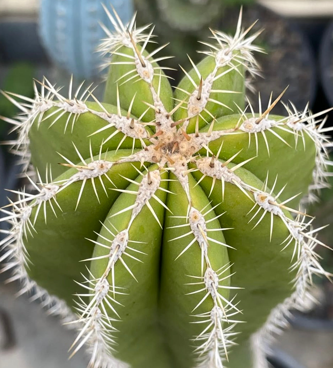 Escontria chiotilla succulent cactus with prominent white spines and green ribbed body