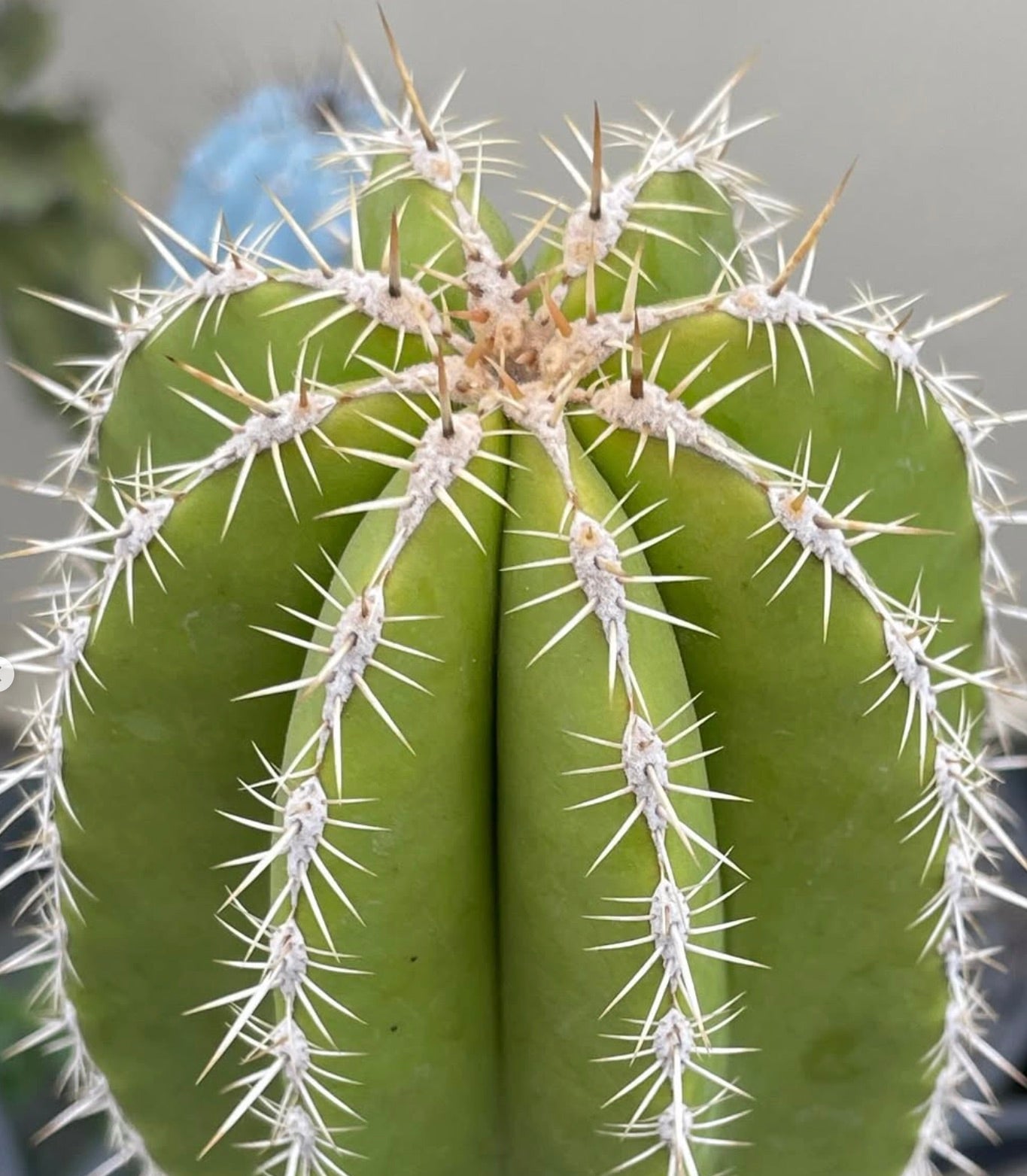Escontria chiotilla cactus with bright green ribs and sharp white spines close-up