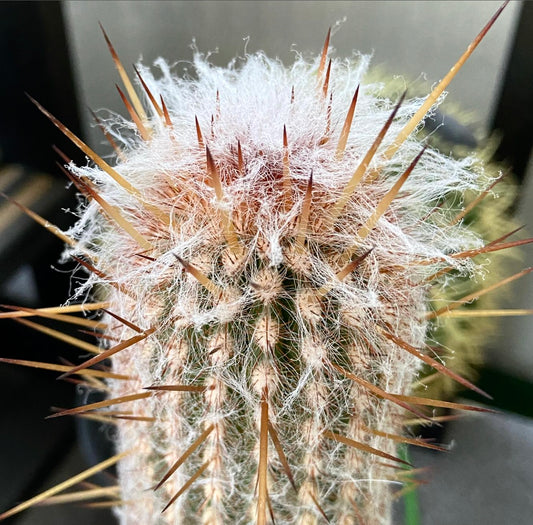 Espostoa baumannii cactus with dense white wool and long brown spines close-up