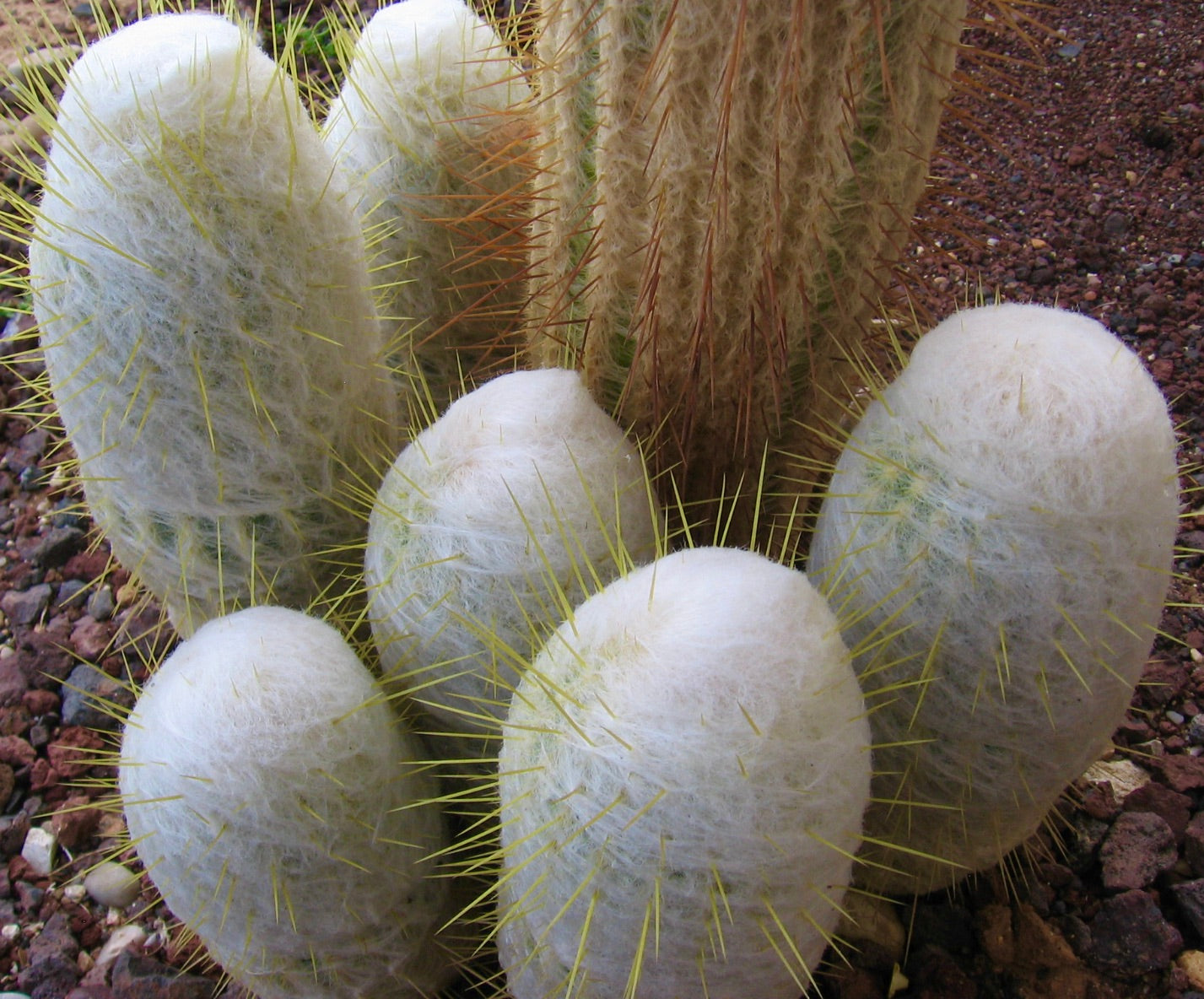 Espostoa churinensis rare white woolly cactus with long yellow spines growing in rocky soil