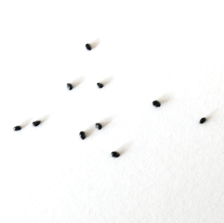 Graines de cactus Espostoa churinensis dispersées sur fond blanc en gros plan