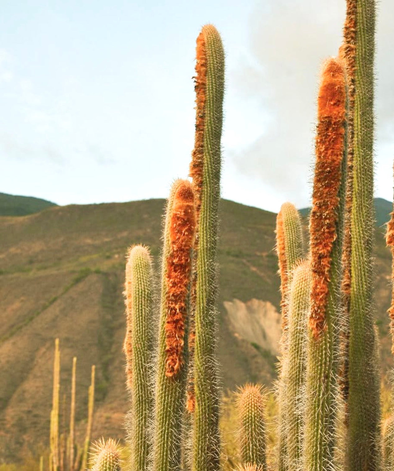 Espostoa mirabilis cacto colunar alto com espinhos laranjas densos e felpudos no habitat natural