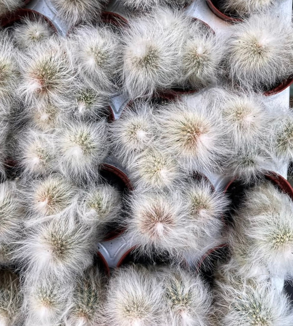 Espostoa nana dense white hairy succulent cactus cluster in small pots