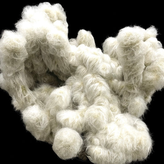 Espostoa ritterii rare white hairy cactus with dense woolly spines and clustered stems