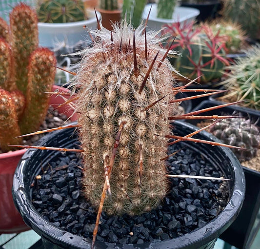 Espostoa ruficeps cactus with long reddish spines and white hairy areoles in black pot