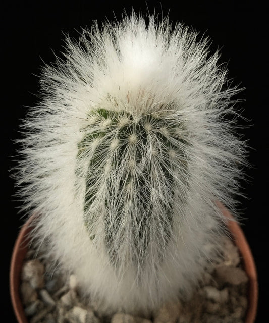 Espostoa ruficeps var. densispinus alba rare cactus with dense white woolly spines and green stem