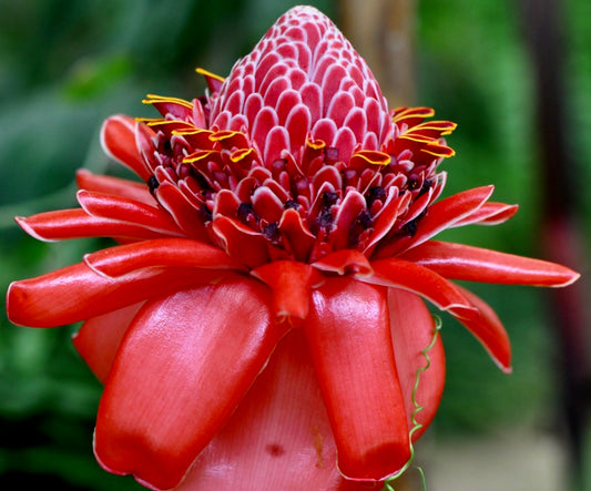 Etlingera elatior vibrant red tropical flower with intricate petal patterns and yellow accents