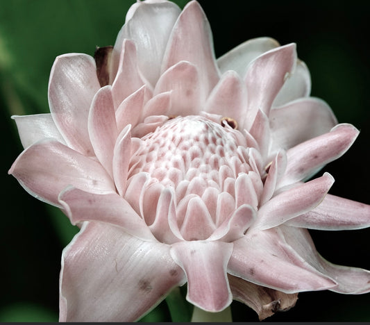Etlingera elatior ‘WHITE’ delicate pale pink tropical flower with layered petals and textured center