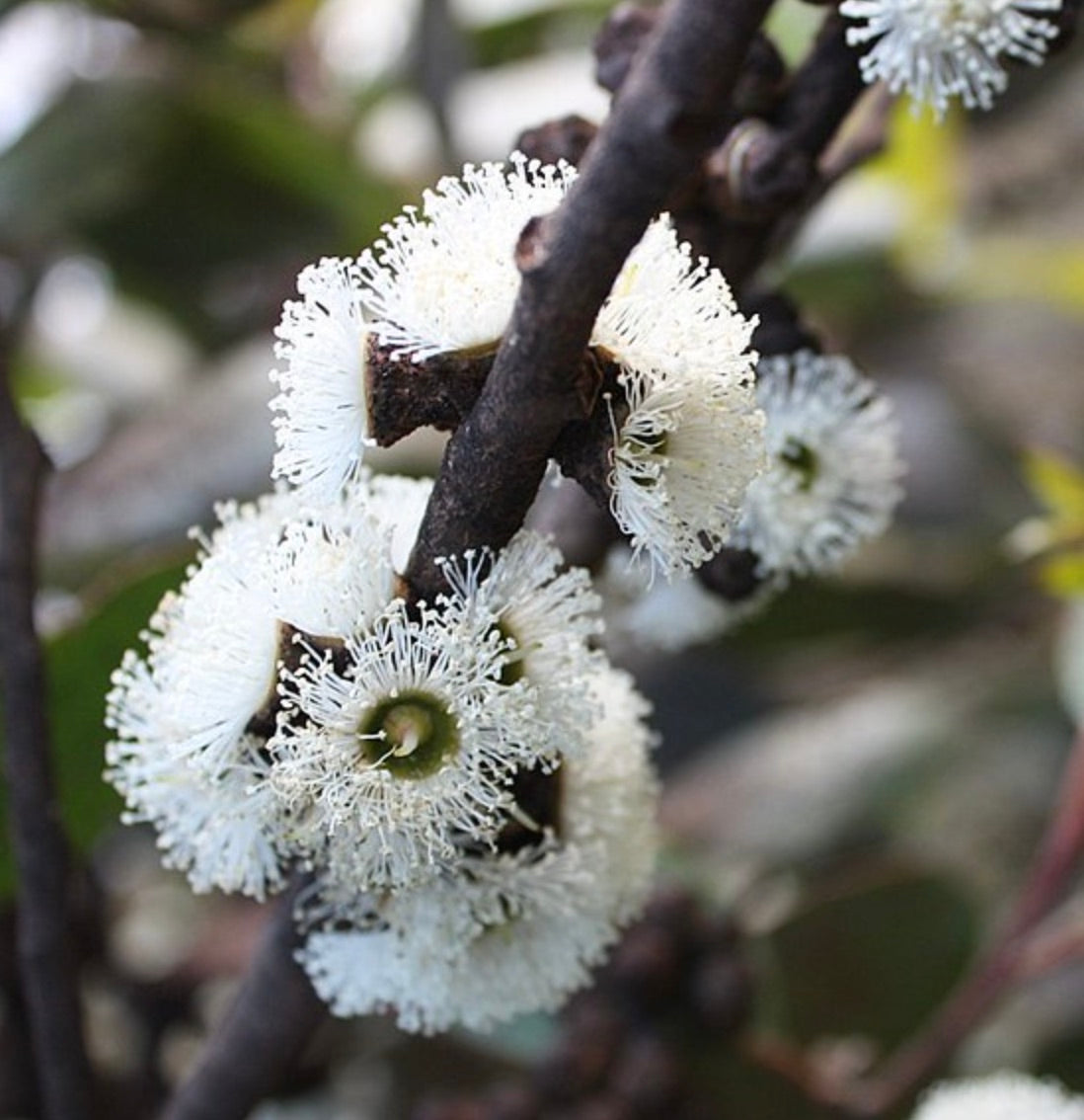 Eucalyptus alpina hvite, fluffy blomster med delikate støvbærere på mørke, treaktige stilker