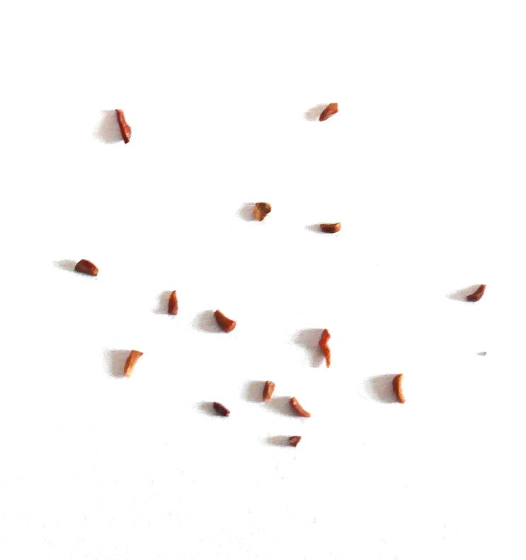 Eucalyptus camaldulensis seeds scattered on white background for planting