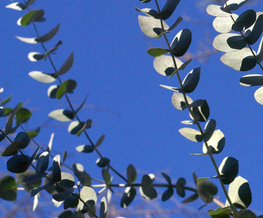 فروع رفيعة لكينايريا يوكالبتوس بأوراق مستديرة فضية-خضراء مقابل سماء زرقاء