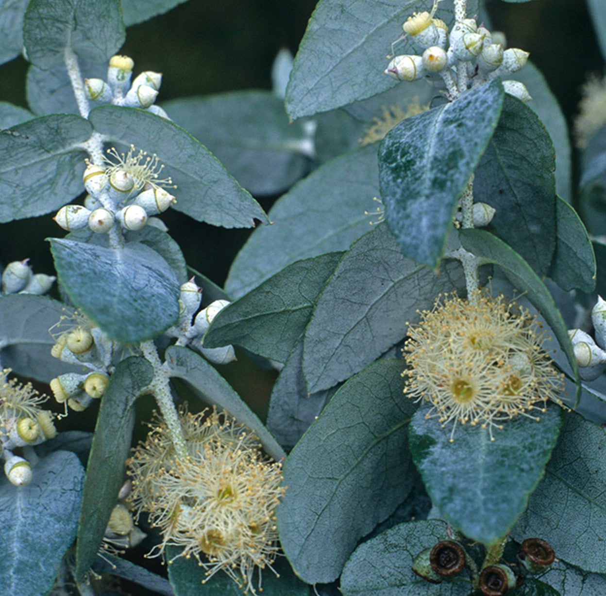 Eucalyptus crenulata with round blue-green leaves and delicate cream-colored flowers